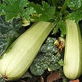 Zucchino bianca di Trieste (Semente) foto, nuovo 2024, miglior prezzo EUR 1,10 recensione