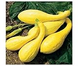 20 semi inizio estate Crookneck Zucchino estivo giallo dorato Heirloom Cream precoce foto, nuovo 2024, miglior prezzo EUR 10,99 recensione