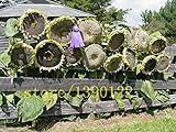 20 pezzi semi di girasole gigante giganti grandi semi di fiori di girasole nero russo semi di girasole per il giardino di casa foto, nuovo 2024, miglior prezzo EUR 10,99 recensione
