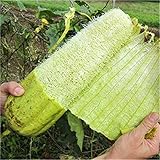 Semi Zucca Luffa foto, nuovo 2025, miglior prezzo EUR 7,39 recensione