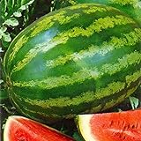 Plantree Semi di anguria Foton coltivati â€‹â€‹con varietÃ  di cimeli ucraini non-OGM foto, nuovo 2024, miglior prezzo  recensione