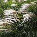 foto Erba di piuma, Semi di erba europea - Stipa pennata recensione