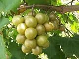Las semillas de Vitis rotundifolia bronce moscatel de uva! Foto, nuevo 2024, mejor precio 17,40 € revisión