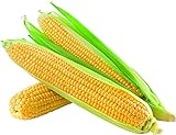 David's Garden Seeds Corn Super Sweet GSS1170 (Yellow) 100 Non-GMO, Hybrid Seeds Photo, new 2024, best price $4.45 review