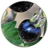 50 Semillas Aproximadamente de la *RARA* Planta del Tomate Negro Foto, nuevo 2024, mejor precio 4,49 € revisión