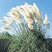 Photo Giant White Pampas Grass Seeds - 100 Seeds - Ships from Iowa, Made in USA review