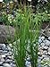Photo Perennial Farm Marketplace Juncus effusus (Common Soft Rush) Ornamental Grass, 1 Quart, Rich Green Foliage review