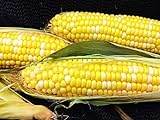 Early Sunglow Hybrid (su) Corn Seeds - Non-GMO Photo, new 2024, best price $6.99 ($9.99 / Ounce) review