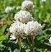 Photo SeedRanch White Dutch Clover Seed: Nitro-Coated & Inoculated - 10 Lbs. review