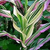 Candy Striped Corn Seeds for Planting (10 Rare Seeds) - Corn with Rainbow Colors Photo, new 2024, best price $7.96 ($0.80 / Count) review