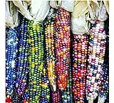 Gem Corn Seeds for Planting(50 Seeds) Photo, new 2024, best price $7.98 ($0.16 / Count) review