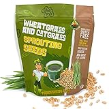 Todd's Seeds - 1 Pound of Wheatgrass Seeds - Non GMO Sprouting Seeds - Grind Into Whole Wheat Flour - Pet Grass - Cat Grass for Indoor Cats - Wheat Grass Seeds Photo, new 2024, best price $9.95 ($9.95 / Pound) review