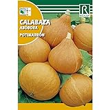 Semillas de Calabaza potimarron Foto, nuevo 2024, mejor precio 1,62 € revisión