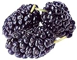 200 piezas de semillas de árbol de morera perenne Hardy BlackBerry arbusto calidad de la fruta semillas no transgénicas para plantar al aire libre o en el interior del balcón del jardín Foto, nuevo 2024, mejor precio 4,99 € revisión