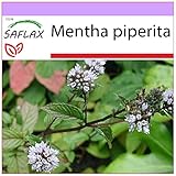 SAFLAX - Menthe poivrée - 300 graines - Mentha piperita Photo, nouveau 2024, meilleur prix 3,75 € (0,01 € / unité) examen