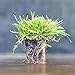 Photo Zoysia Plugs - 50 Full & Lush Grass Plugs | Mature Roots | Individually Grown review