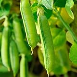 Sugar Snap Pea Garden Seeds - 5 Lbs - Non-GMO, Heirloom Vegetable Gardening Seed Photo, new 2024, best price $33.91 ($0.42 / Ounce) review