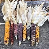 Semillas de maíz, 1 bolsa de semillas de maíz fáciles de producir semillas de maíz de jardín coloridas y nutritivas para plantar al aire libre Foto, nuevo 2024, mejor precio 0,01 € revisión