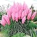 Photo Giant Pink Pampas Grass Seeds - 500 Seeds - Ships from Iowa, Made in USA - Ornamental Landscape Grass or Privacy Plant review