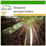 SAFLAX - Secuoya roja - 50 semillas - Con sustrato estéril para cultivo - Sequoia sempervirens Foto, nuevo 2024, mejor precio 4,45 € revisión