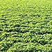 Photo Outsidepride Alfalfa Legume Seed - 5 LBS review