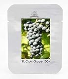 SEMI PLAT FIRM-1 Professional Service Pack, 100 semi/pack, St. Croix nero di semi d'uva Hardy dolce frutta piantine di piante # NF459 foto, nuovo 2024, miglior prezzo EUR 12,99 recensione