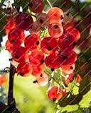 Pinkdose Gooseberry Frutta, Juicy Ribes bonsai Organic Fruit bonsai nutriente Bonsai alimentari bonsai impianto per il giardino domestico Pot 50 pc/bag: Verde foto, nuovo 2024, miglior prezzo  recensione
