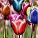 Foto Keland Garten - Selten Regenbogen Tulpen Blumensamen winterhart mehrjährig Blumenmeer für Ihr Garten, Terassen, Topf, Balkon Rezension