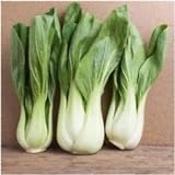 Pacchetto di 300 semi, Pak Choi bianco Stem Semenza di cavolo (Brassica rapa) foto, nuovo 2024, miglior prezzo EUR 10,99 recensione