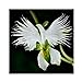 foto Semi di Raduga, AUTFIT Giapponese Egretta Bianca Piante di Orchidee Semi di Fiori per Bonsai, Giardino, Cortile （100pcs） recensione