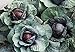 foto SEMI PLAT FIRM-Health Care cavolo viola Semi 300pcs, molto popolare foglia Vegetable Seeds, nutrizione ricca brillante Colorica oleracea Seeds recensione