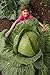 foto 100 semi / Bag rari gigante russo semi di cavolo, semi di ortaggi 95% + germinazione, verdura di alta qualità per il giardino di casa recensione