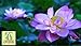 foto Liveseeds - Ciotola di loto / acqua giglio di fiori di semi / bonsai semi di loto / stagni / colore viola / 5 semi recensione