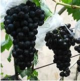 Pinkdose 200 Black garden uva rara colorata d'uva frutta bonsai di trasporto foto, nuovo 2024, miglior prezzo  recensione
