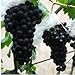 foto Pinkdose 200 Black garden uva rara colorata d'uva frutta bonsai di trasporto recensione