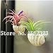 foto Pinkdose 100 Pz Rare Bromeliad Vegetable Seeds e Frutta Giardino Piante succulente Mini Cactus Pots Crescita Naturale per la casa Giardino delle Piante: 17 recensione