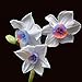foto Ncient 100 Semi Sementi Narciso Daffodil 11 Colori Semi di Fiori Rari Profumati per Orto Giardino Balcone Interni ed Esterni recensione