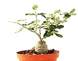 PIANTE GRASSE RARE VERE Fockea Edulis Produzione Viggiano Cactus vaso coltivazione succulente Piante Africane foto, nuovo 2024, miglior prezzo EUR 31,90 recensione