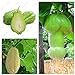 foto Impianti all'aperto giardino ornamentale zucca Chayote semi Bonsai Pianta in vaso Verde Frutta verdura sementi di alta nutrizione 10 pezzi recensione