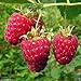 foto Shoppy Star: Shoppy Stella: 25 Seeds: Lampone impianto semi-Rubus Idaeus- cespuglio di frutta - Giant dolce rosso brillante bacche (25 Seeds) recensione
