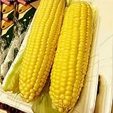 Auntwhale Super Sweet Corn Seeds 50G Installato foto, nuovo 2024, miglior prezzo EUR 12,99 recensione