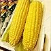 foto Auntwhale Super Sweet Corn Seeds 50G Installato recensione