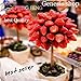 foto Portal Cool Cioccolato: Semi di fragola piante d'Albero e rari Home giardino Bonsai di frutta 100Pcs recensione