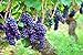foto Pinkdose 50 pz/pacco Bonsai uva frutta bonsai albero da frutto in vaso Kyoho piante d'uva per la casa giardino piantare: 10 recensione