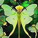 Foto Wekold Phalaenopsis Orchidee Samen - 100 Samen Bonsai Seltene Orchidee Blumensamen Indoor Garten Rezension