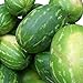 Foto Rießen Wassermelone 15 Korn (Rar) >>>Fruchtgewicht von 12 bis 16 kg<<< Rezension