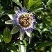 foto I semi di fiore della passione blu - Passiflora caerulea recensione