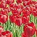 foto Kisshes Giardino - 100 Pezzi Bulbi di tulipano Semi di fiori Bulb Semi di fiori colorati Tulipani Bonsai Hardy Perenne recensione