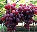 foto Pinkdose 30seds / bag seme fertilizzante frutto di semi d'uva frutta balcone in vaso 5: 1 recensione