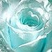 foto Ncient 20/50 Semi Sementi di Rosa Blu Chiaro Semi di Fiori Rari Pianta Profumati per Orto Giardino Balcone Interni ed Esterni recensione